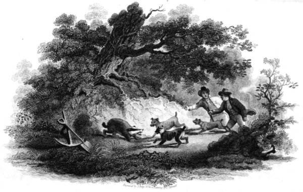 Badger and Dogs