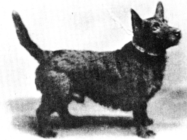 Tiree Champion Dog