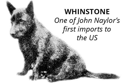 Early depiction of one of John Naylor's first Scottie imports to the US