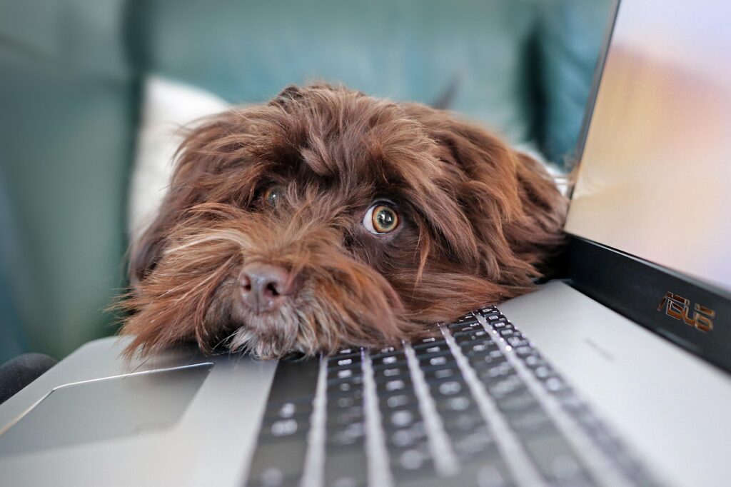 dog, containment, telework, bichon, havanese, cute, laptop, keyboard, computer science, animal, nature, pet, reflection, animals