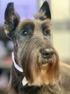 adult-scottie