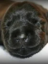 newborn-scottie